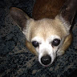 Meet your Posher, Shannon r